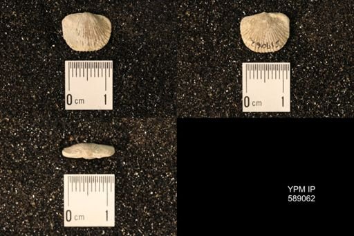 Dinorthis subquadrata
