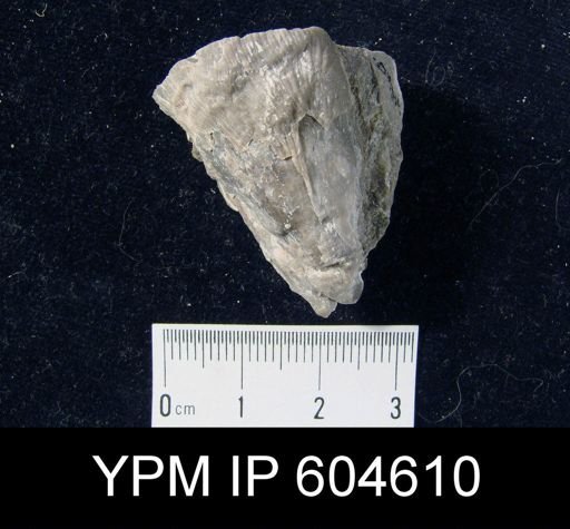 Striatifera sp.