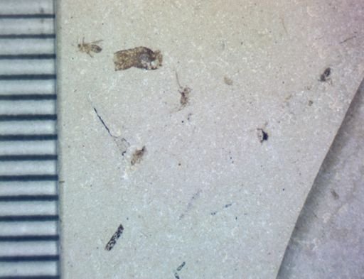undet. Hemiptera