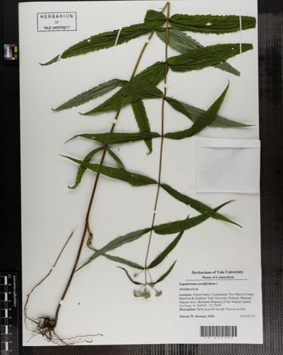Eupatorium sessilifolium