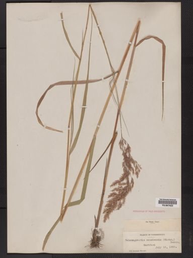 Calamagrostis canadensis