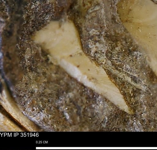 undet. Bivalvia