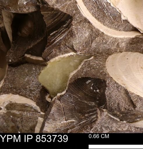 Limopsis? striatopunctatus