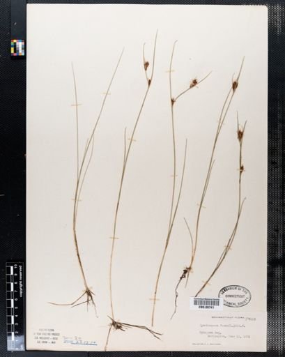 Rhynchospora fusca