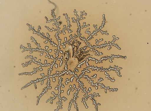 Gnathia cerina