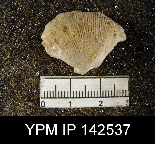 Productus asperulus