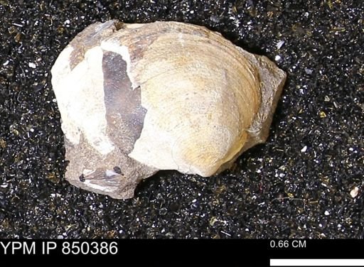 Limopsis striatopunctatus