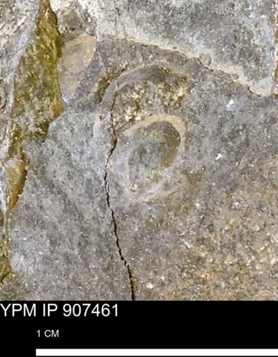 undet. Mollusca