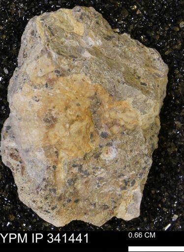 Scaphites sp.