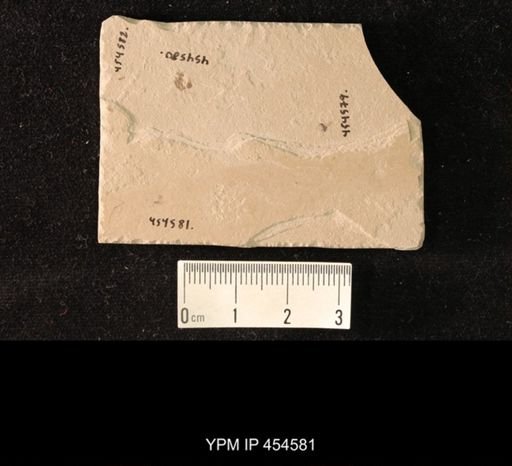 undet. Hymenoptera