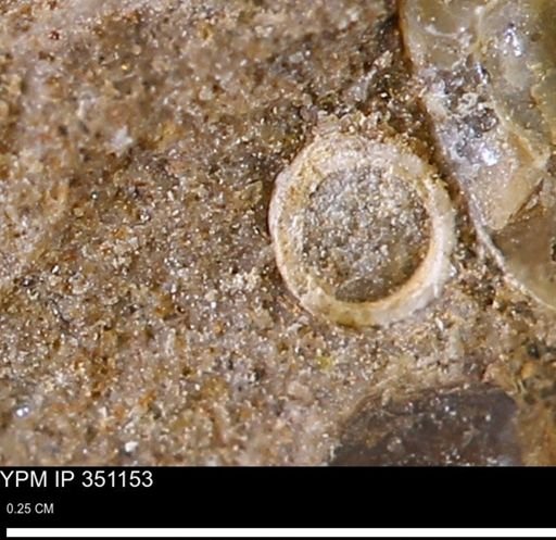 undet. Scaphopoda