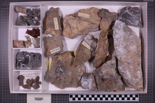 mixed taxa, stratigraphic collection