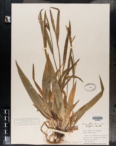Carex laxiflora