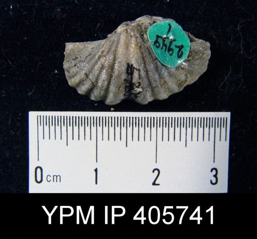 Megakozlowskiella perlamellosa