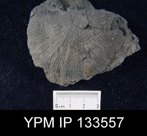 Stropheodonta concava