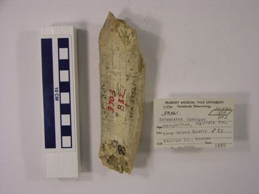 Teleoceras fossiger