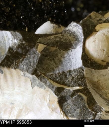 Protocardia sp.
