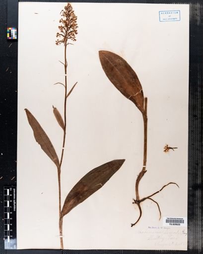 Habenaria psycodes