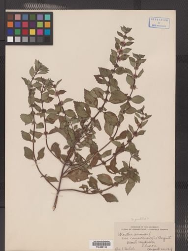 Mentha arvensis