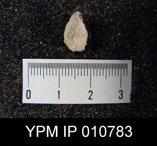 Linoproductus (Cancrinella) villiersi
