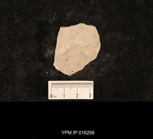 Chelopterum peregrinum