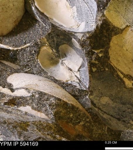 Limopsis? striatopunctatus