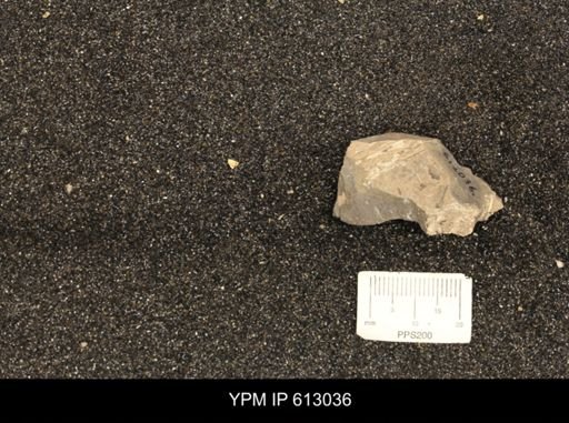 Clioscaphites vermiformis