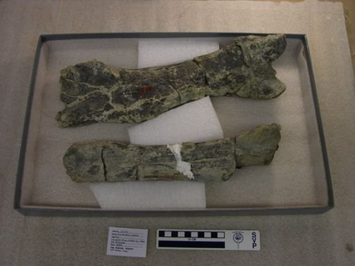 Diplacodon elatus