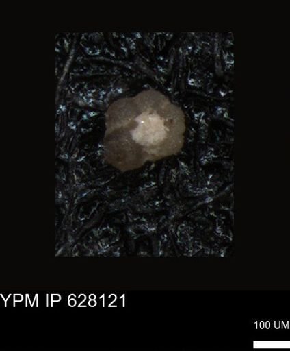 undet. Foraminiferida