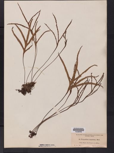 Polypodium