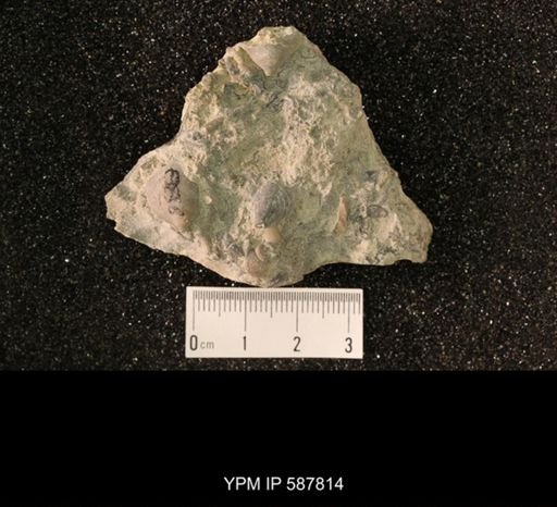 Dalmanitidae