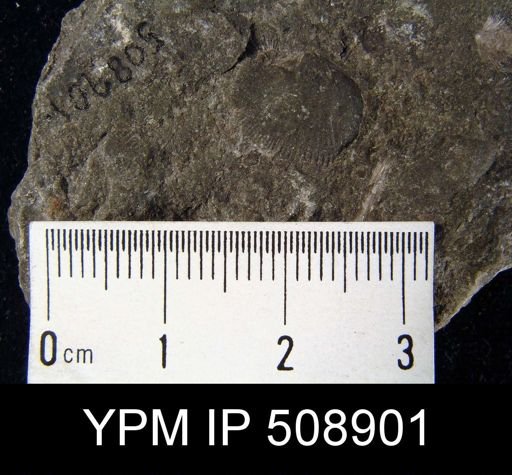 Dalmanella sp.