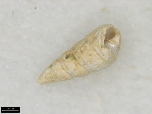 Odostomia trifida