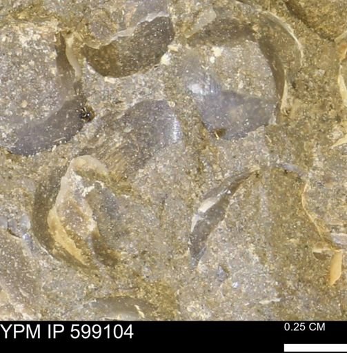 undet. Bryozoa