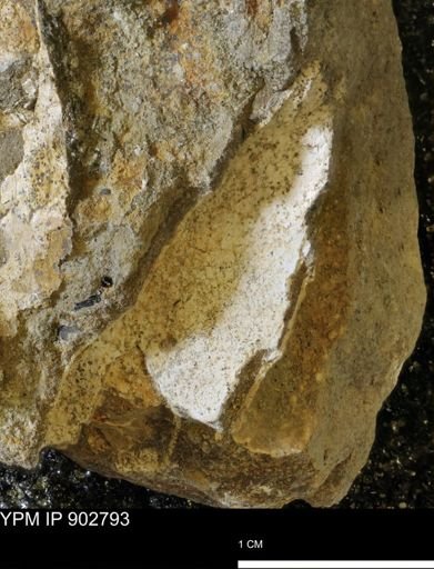 Baculites sp.