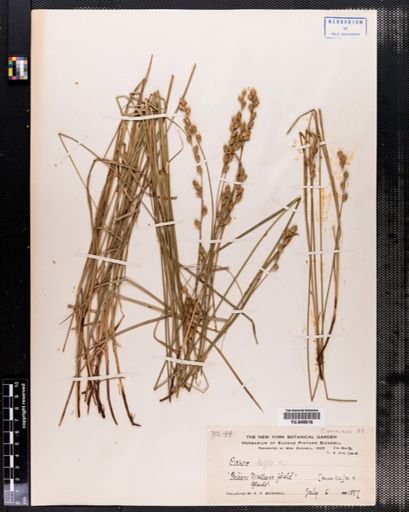 Carex