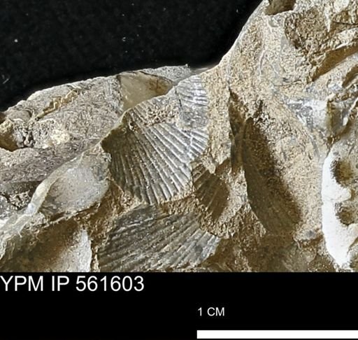 Oxytoma?