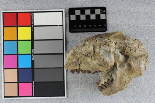 Genetochoerus periculorum