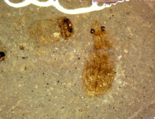 undet. Hexapoda