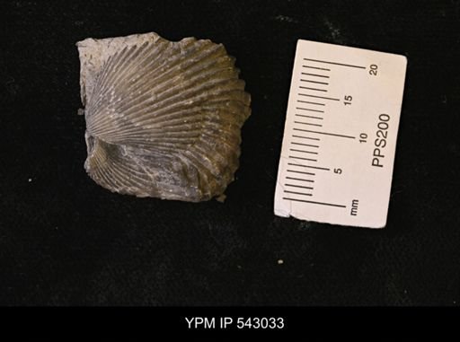 Callipleura sp.