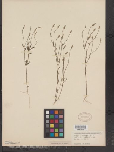 Polygala verticillata