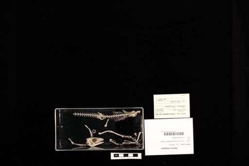 Ameiva chaitzami