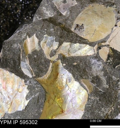Hoploscaphites sp.
