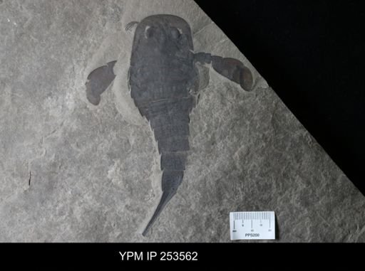 Eurypterus lacustris