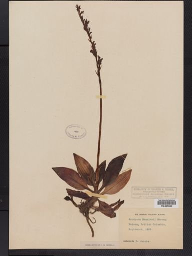 Goodyera oblongifolia