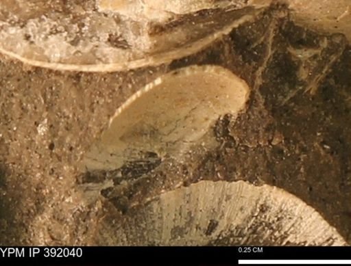 Protocardia sp.