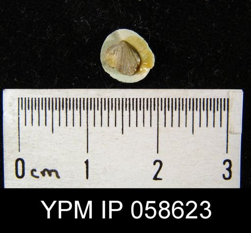 Anoplotheca concava