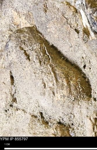 undet. Mollusca