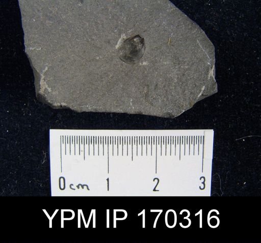 Lingulella sp.