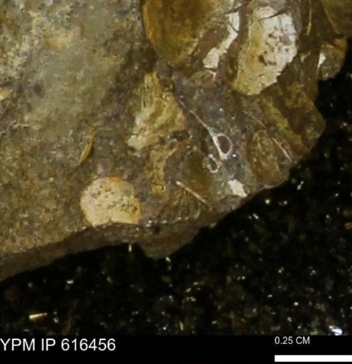 Protocardia subquadrata
